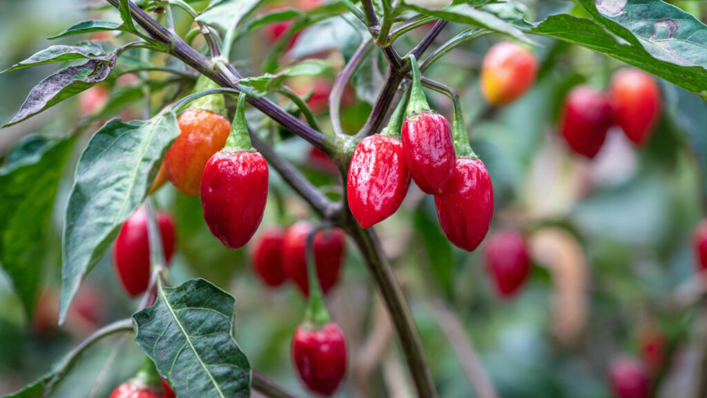 Chili Harvest Explosion: Meet the Chili Plant with the Most Fruits in the World
