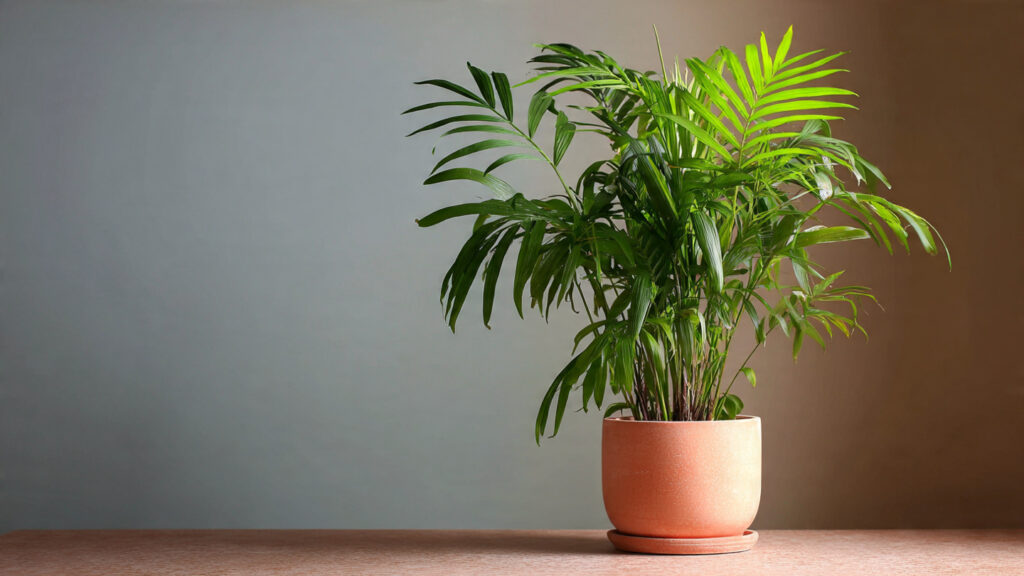 Clear Signs It’s Time to Repot Your Parlor Palm (And How to Do It Right)