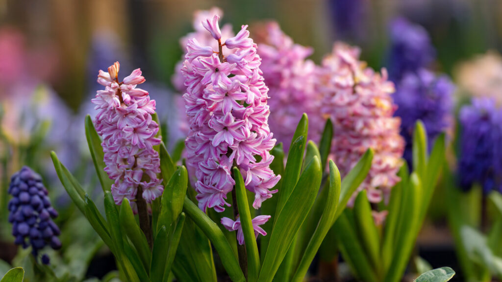 Common Hyacinth Planting Mistakes and How to Avoid Them for a Blooming Garden