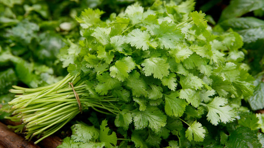 Complete Guide to Growing Coriander for Abundant Leafy Harvests from Seed to Table