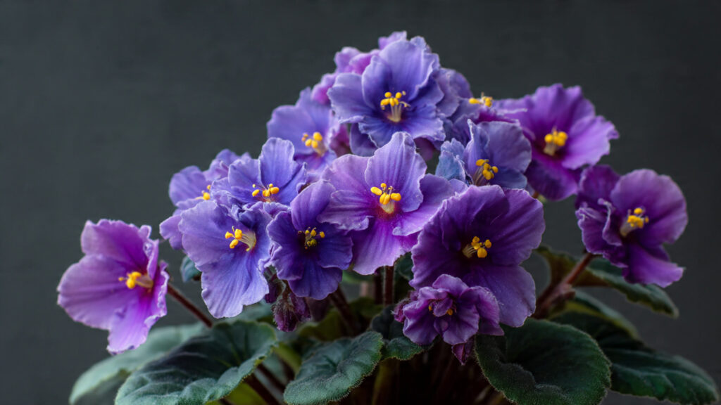 Comprehensive Guide to Successfully Cultivating African Violet Trailing Varieties for Beginners and Experts Alike