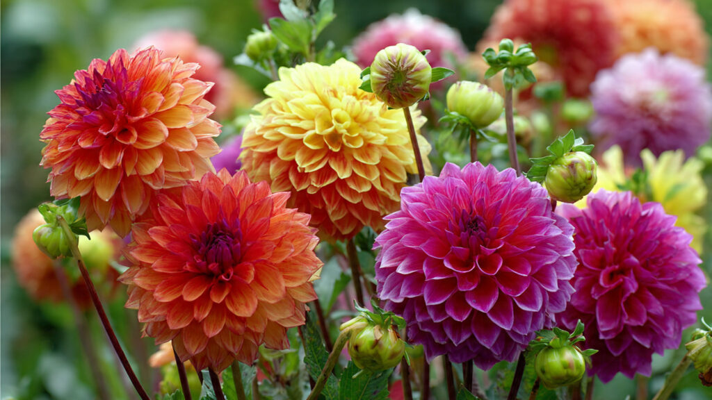 Discover the Effective Techniques for Growing Large Vibrant Dahlia Blooms in Your Garden