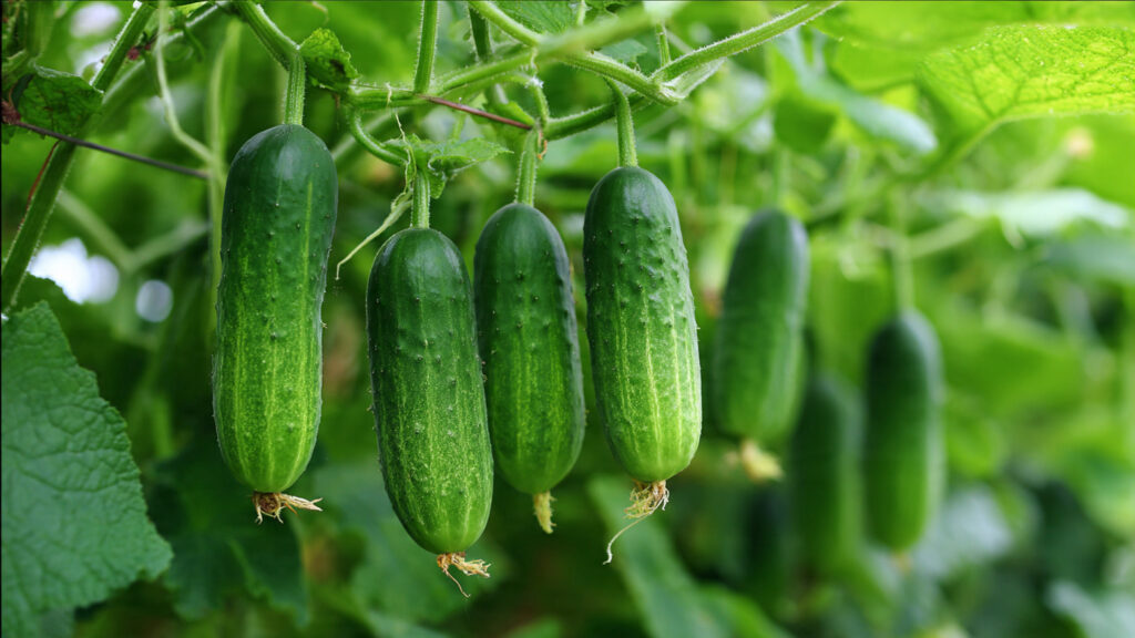 Discover the Simple Method to Grow Cucumber Plants Free from Bitter Flavor