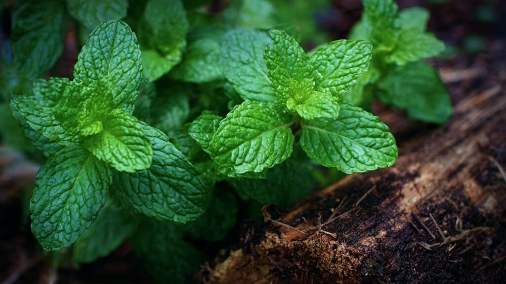 Discover the Simple Secrets to Growing Mint in Shady Areas Successfully