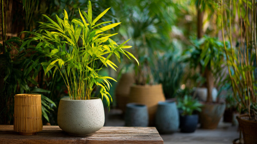 Discover the Simple Steps to Grow Bamboo Palm Healthy and Lush Year Round