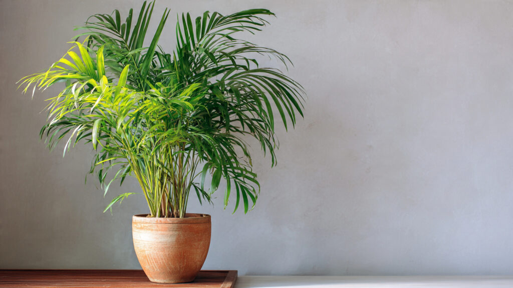 Discover the Simple Techniques for Growing Lush Bushy Areca Palms Indoors the Easy Way