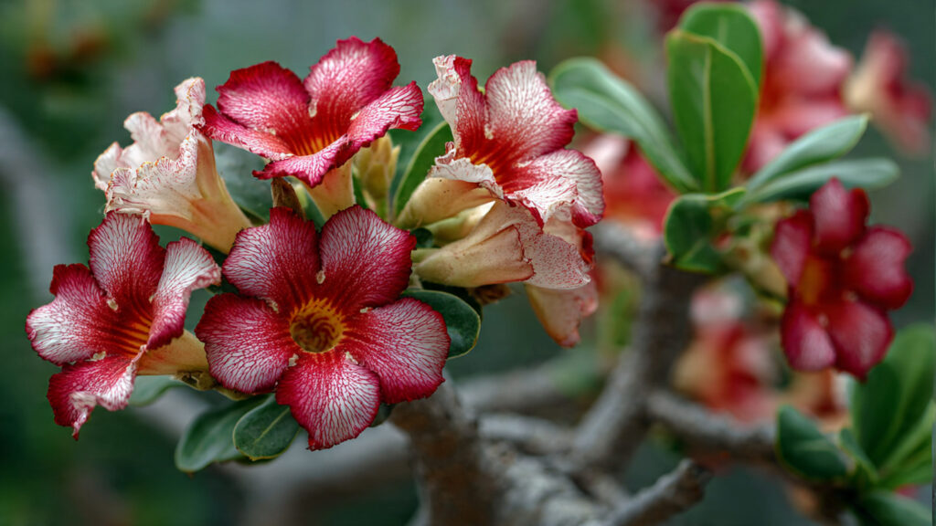 Discovering the Artistic Potential of Adenium as a Sculptural Element in Your Garden Landscape
