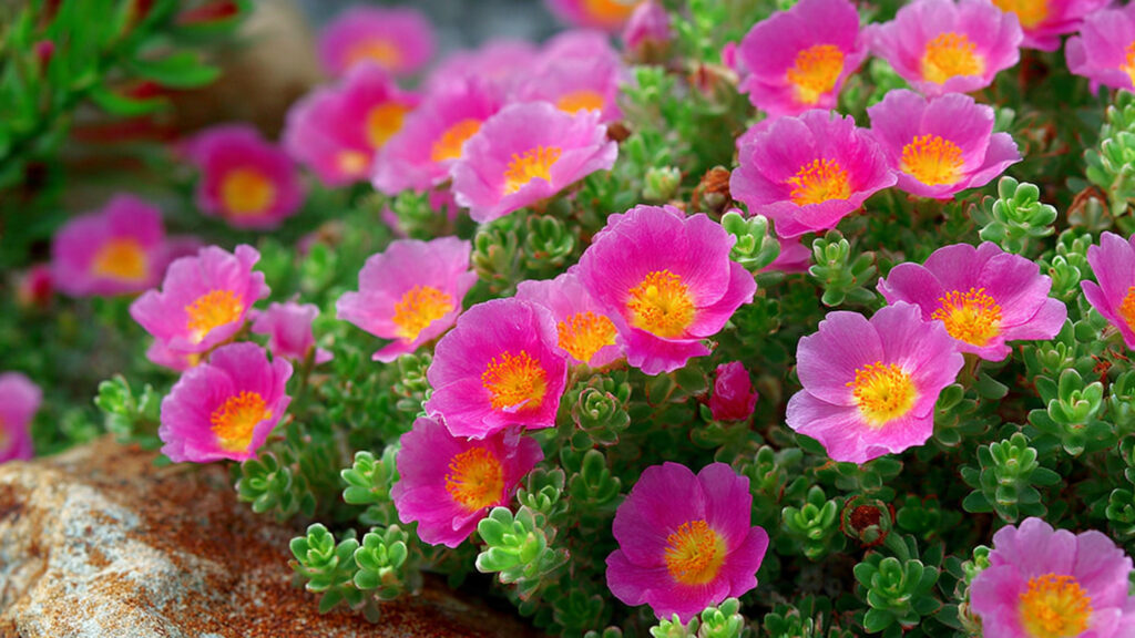 Discovering the Best Techniques for Cultivating Portulaca as a Vibrant Flower Carpet in Your Garden