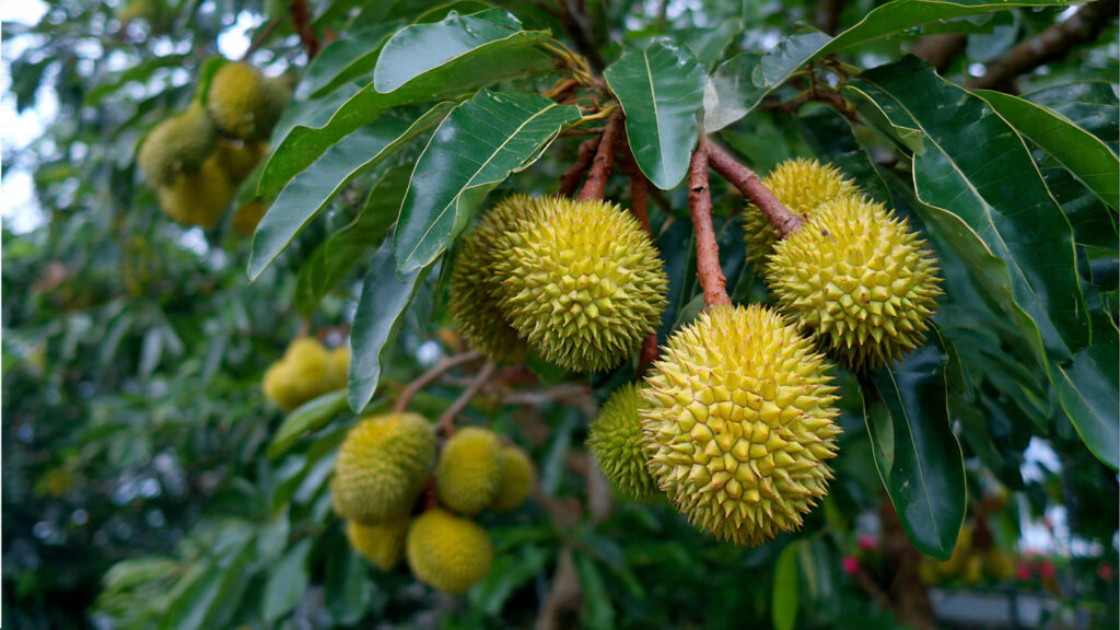 Durian Grafting Method | Fast Cleft Grafting for Strong & Productive Trees