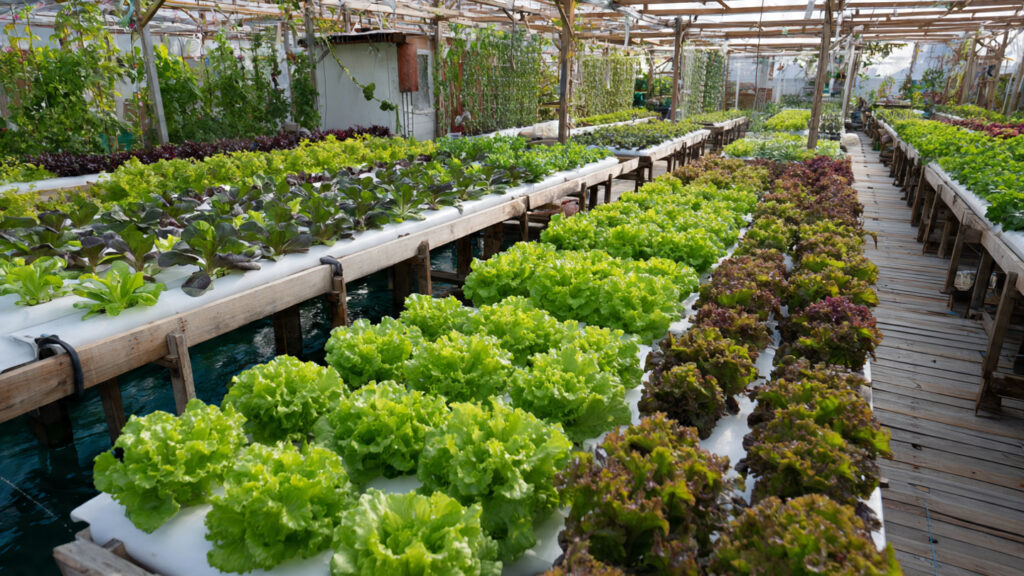 Easiest Way to Grow Vegetables on the Roof for High Yield