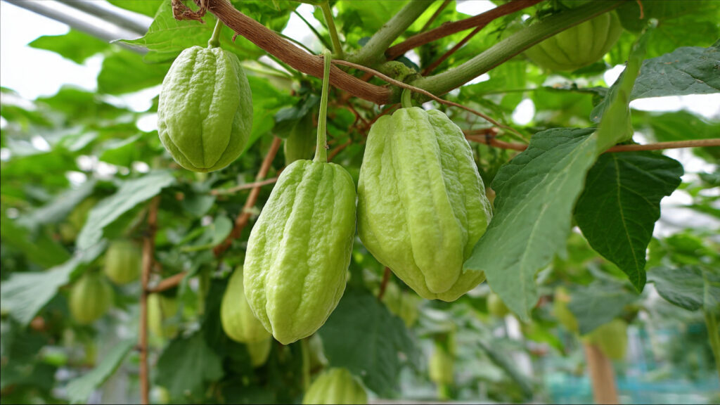 Easy Chayote Cultivation at Home: A Complete Guide for Beginners