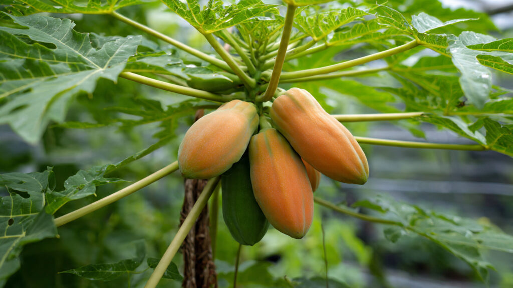 Easy Grow Papaya in Container From Seeds – Step by Step Guide
