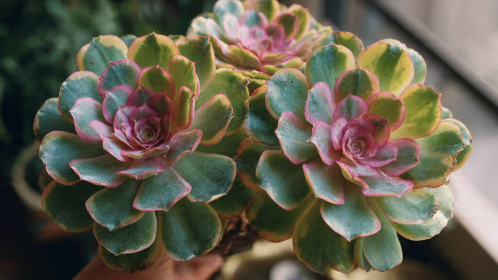 Easy Guide to Cultivating Beautiful Aeonium Rosettes Outdoors with Minimal Effort