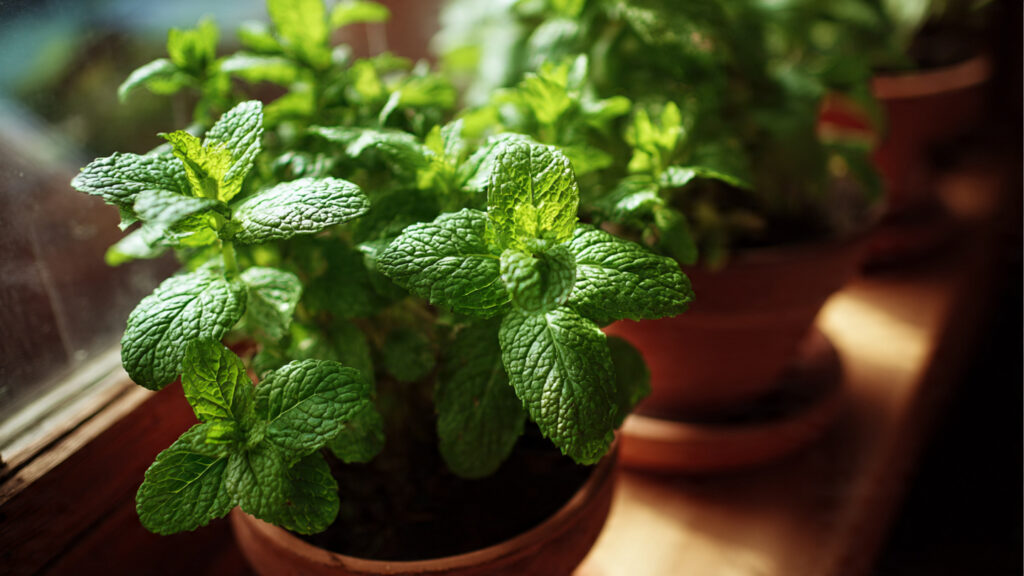 Easy Guide to Growing Chocolate Mint at Home Using Simple Techniques