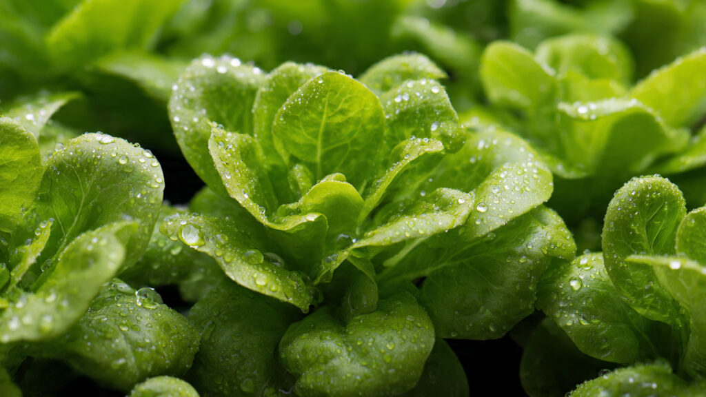 Easy Guide to Growing Luscious Baby Lettuce Leaves in Your Home Garden