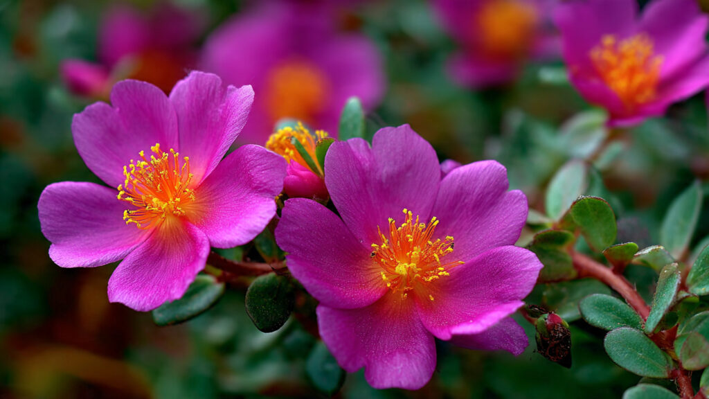 Easy Guide to Growing Vibrant Portulaca for a Colorful Garden