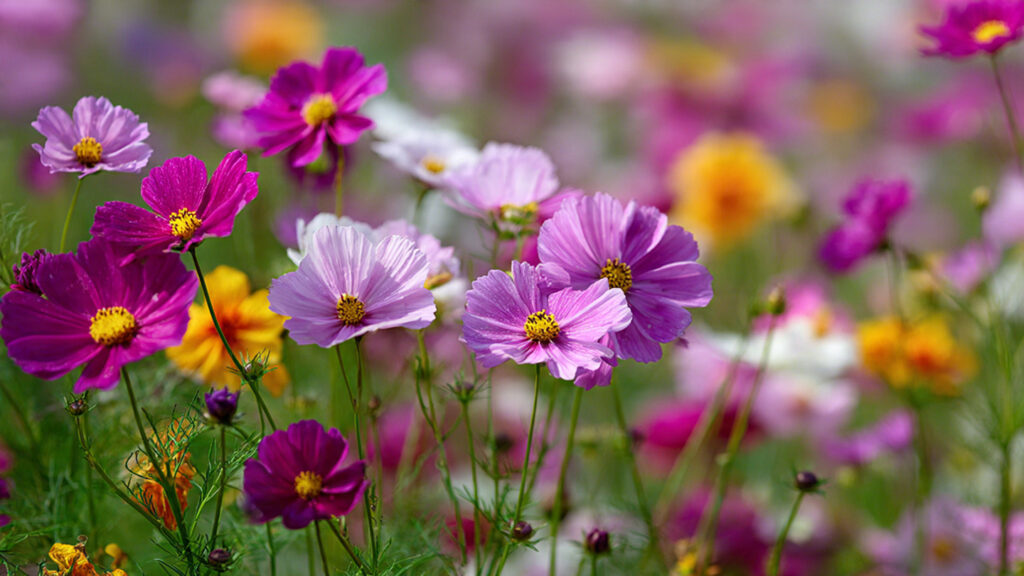 Easy Guide to Rapid Growth of Cosmos Plants Without the Need for Thinning Techniques