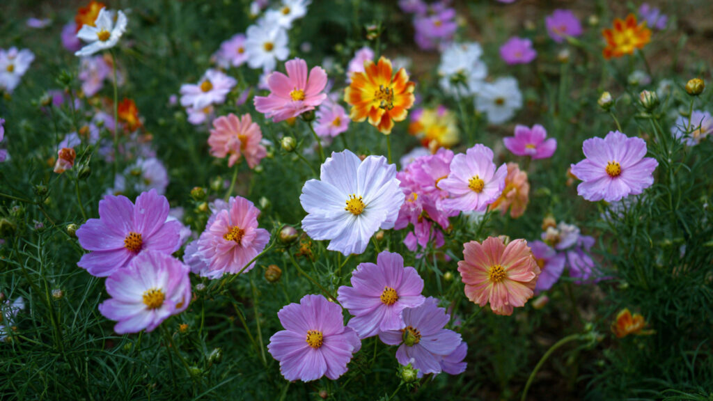 Easy Guide to Rapid Growth of Cosmos Plants Without the Need for Thinning Techniques