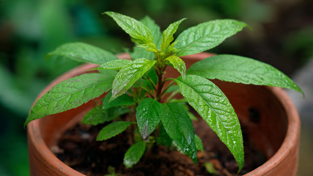 Easy Guide to Successfully Grow Balsam From Seed at Home Using Simple Techniques