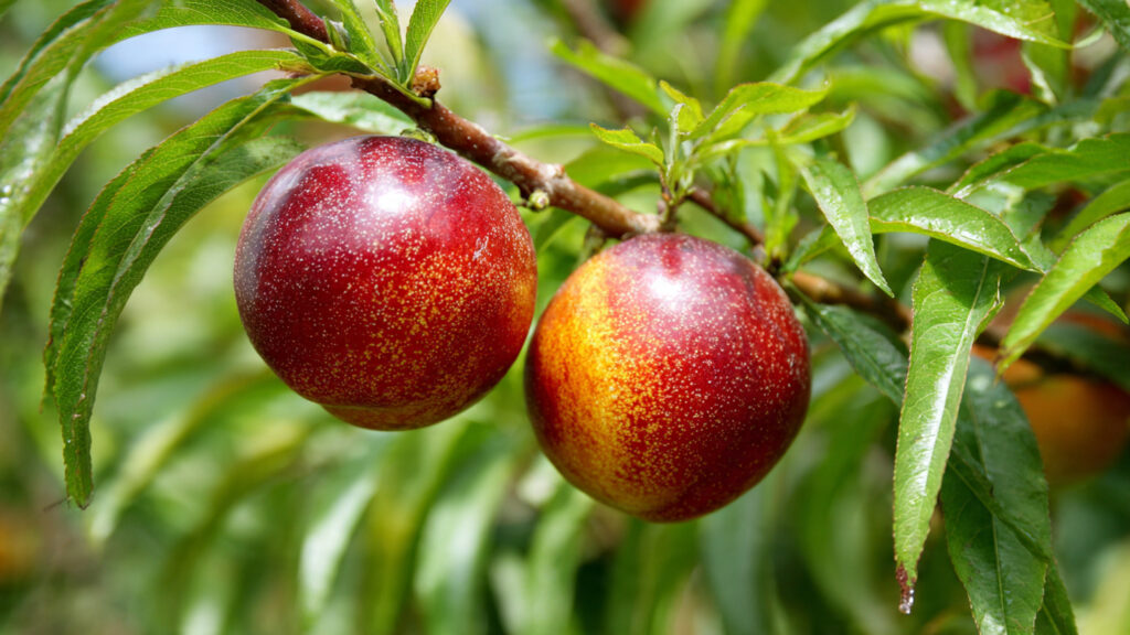 Easy Hack to Successfully Grow Nectarine Trees in Containers for Beginners