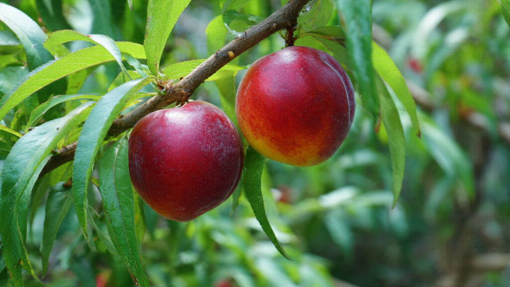 Easy Hack to Successfully Grow Nectarine Trees in Containers for Beginners