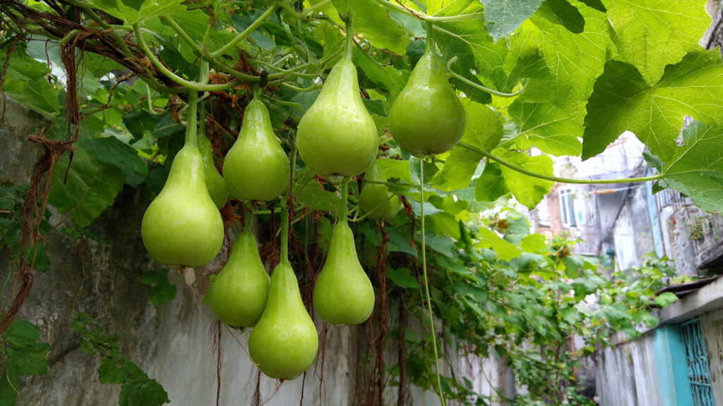 Easy Methods to Successfully Grow Compact Variety Bottle Gourd at Home