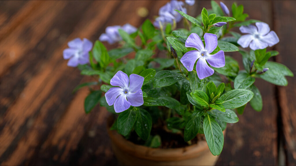 Easy Steps for Growing Periwinkle from Seed Indoors and Outdoors