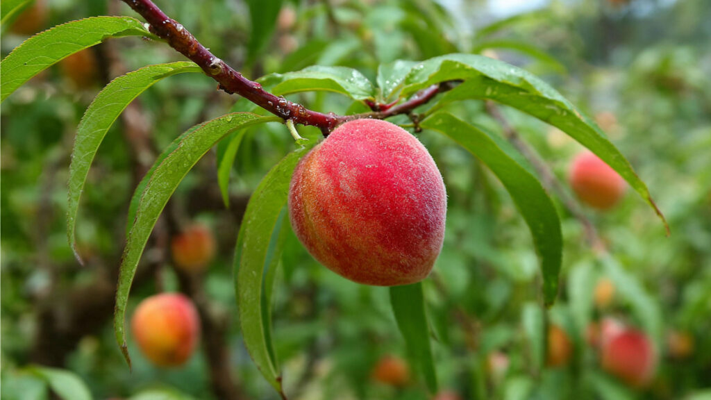 Easy Steps for Successfully Growing Peaches from Seed in Cold Climates for Beginners