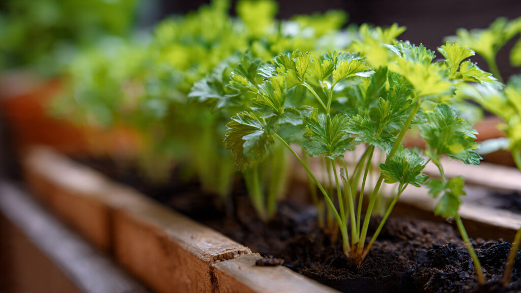 Easy Steps to Successfully Germinate Parsley Seeds in Your Garden for Fresh Culinary Use
