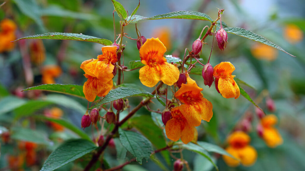 Easy Steps to Successfully Grow Balsam Double Flower at Home