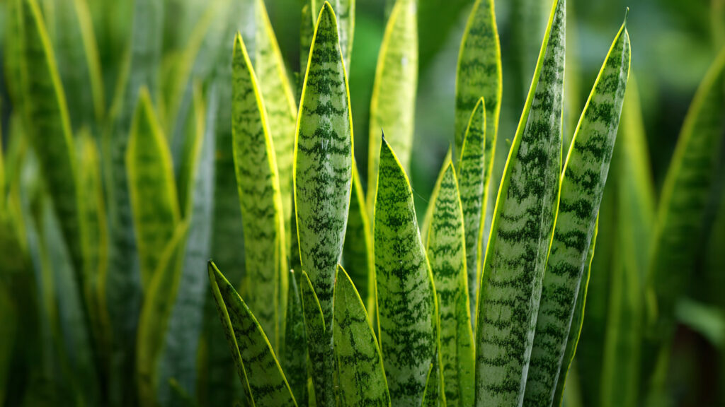 Easy Tips to Encourage Sansevieria Tall Varieties to Thrive Outdoors
