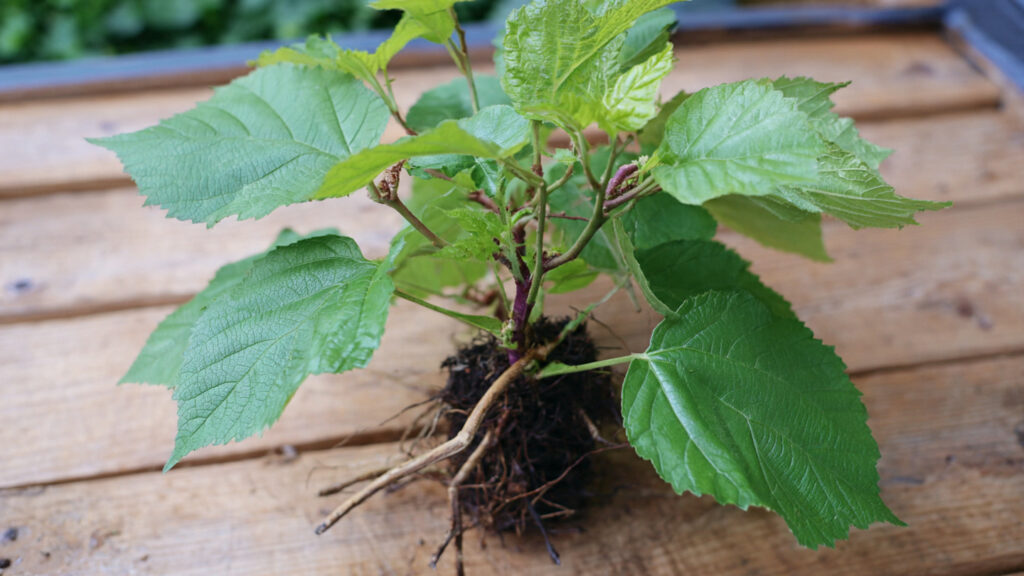 Easy Trick to Multiply Mulberry from Cuttings for Gardeners on a Budget