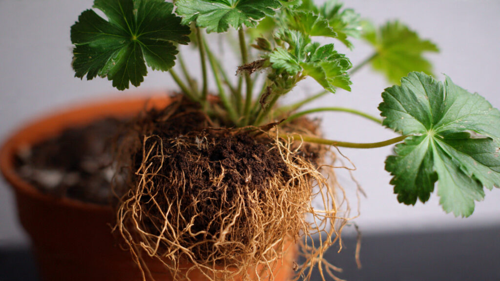 Easy Trick to Root Geranium Without Fungal Rot Using Simple Techniques