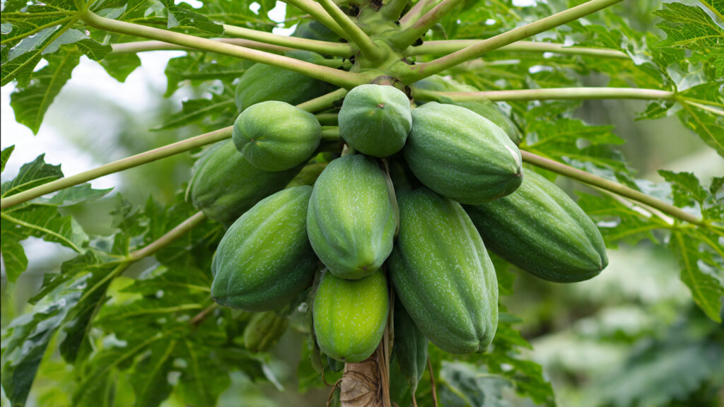 Easy Way to Graft Papaya: Boost Growth, Get Bigger Fruits, and Multiply Your Harvest