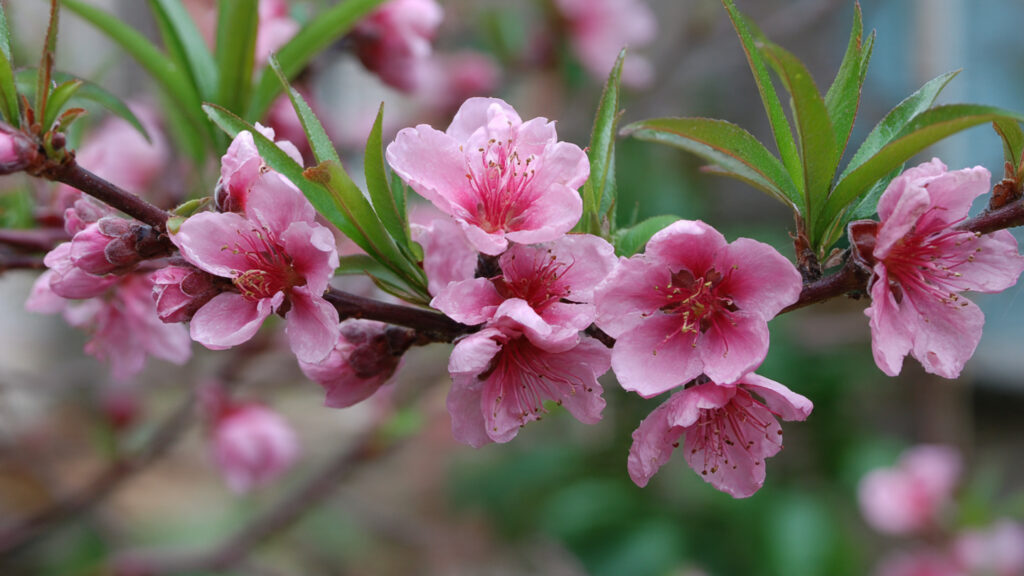 Effective Techniques for Growing Peach Trees in Short Summer Climates
