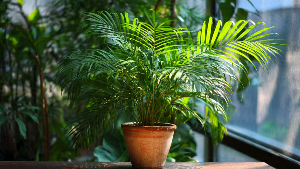 Effective Techniques for Promoting Healthier Growth of Areca Palm While Preventing Brown Tips