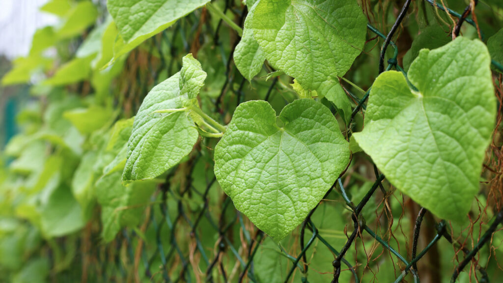 Effective Techniques for Training Cucumber Vines on a Net for Maximum Yield