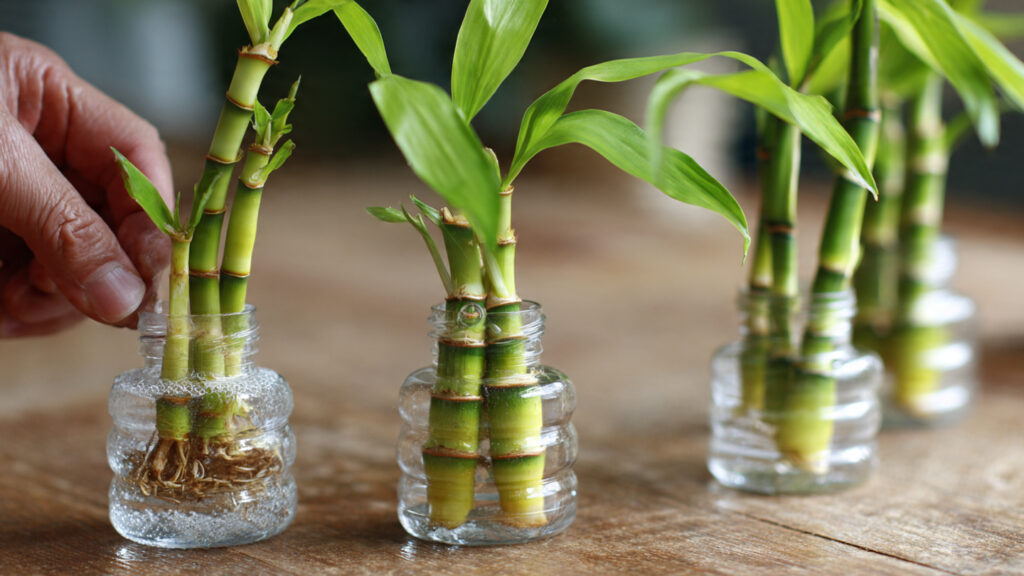 Effortless Bamboo Multiplication: How to Propagate Bamboo Easily Using Plastic Bottles at Home