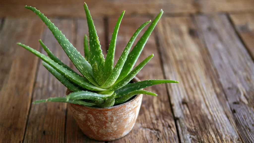 Elovera: The Ultimate Guide to Planting and Growing Your Own Aloe Vera at Home