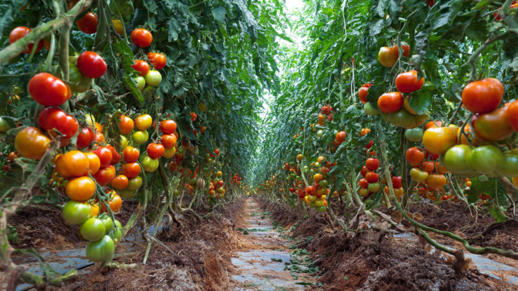 Environmental Factors Affecting Tomato Growth Midseason You Never Considered