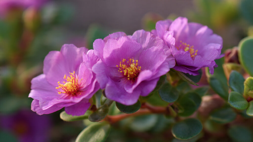 Exploring Effective Techniques for Growing Portulaca from Cuttings