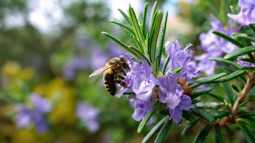 Fill Your Garden With Pollinators By Planting These Herbs Next To Your Rosemary