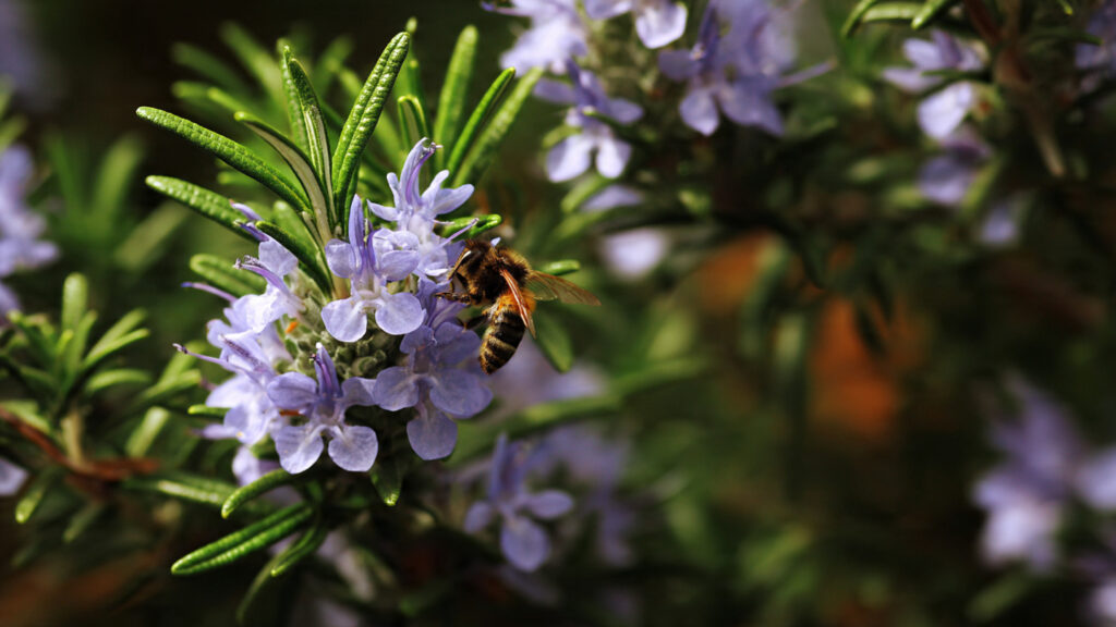 Fill Your Garden With Pollinators by Planting These Herbs Near Your Rosemary