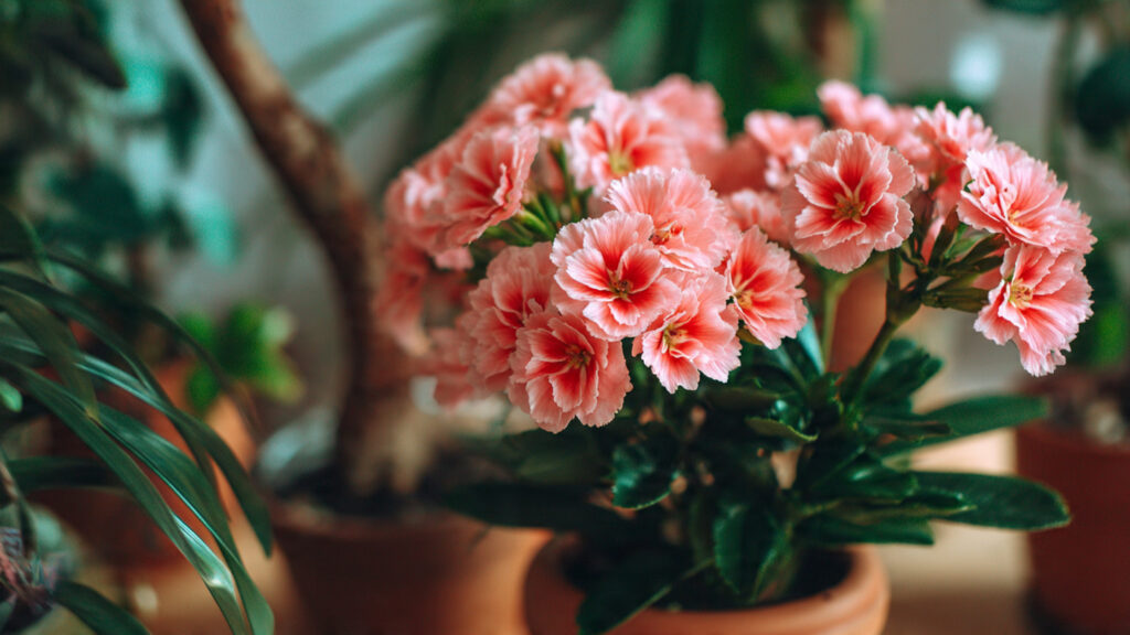 Flowering Plant Care: Reality Checks for Vibrant Blooms