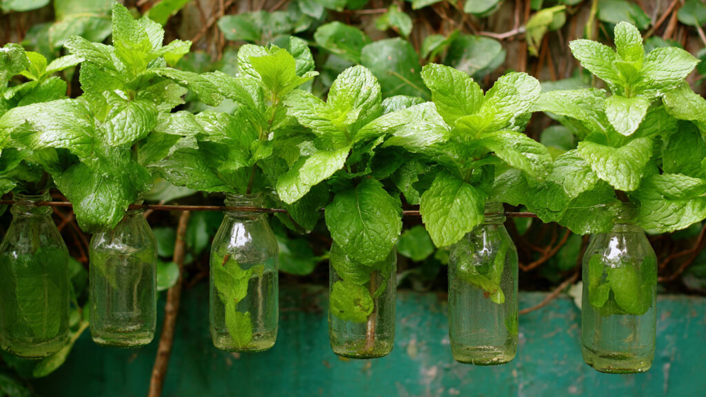 From Bottle to Bounty: The Ultimate Guide to Growing Mint in a Plastic Bottle at Home