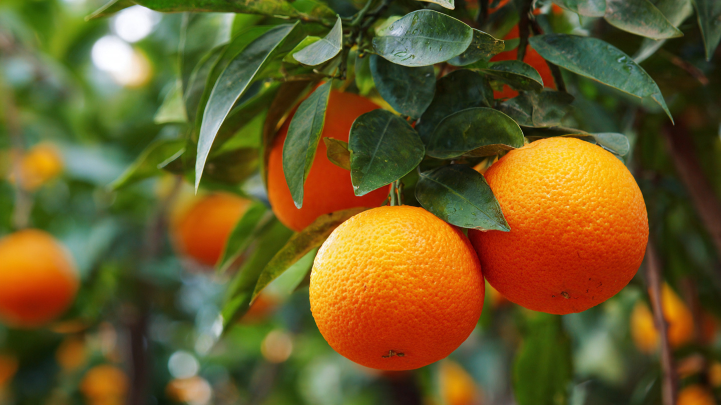 From Fruit to Tree: The Complete Guide to Growing an Orange Tree from a ...