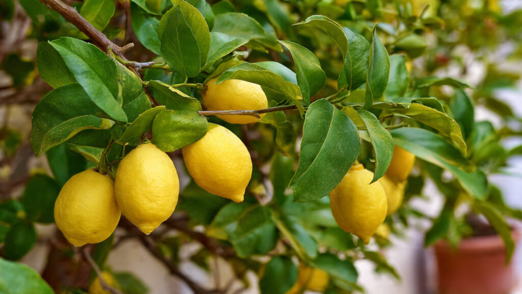From Kitchen to Garden: The Complete Guide to Growing a Lemon Tree from a Lemon Fruit