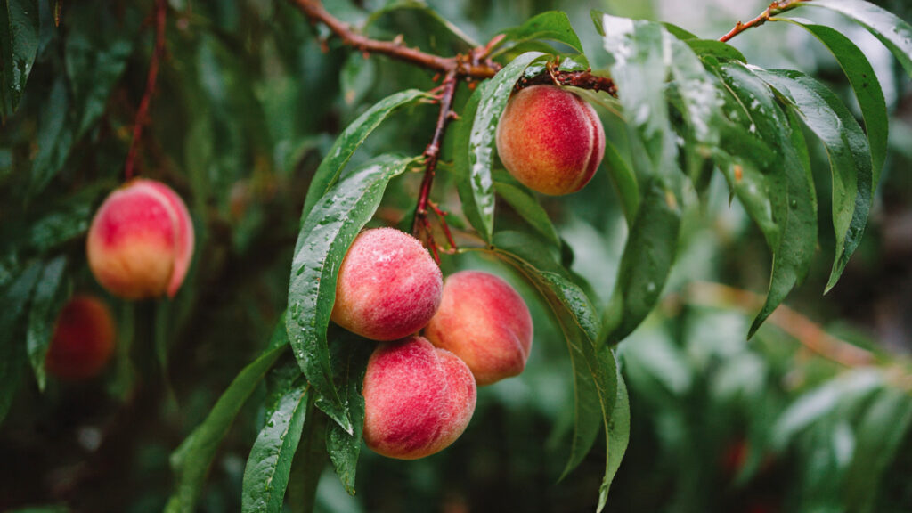 From Sapling to Sweet Harvest: The Complete Guide to Growing a Backyard Peach Tree