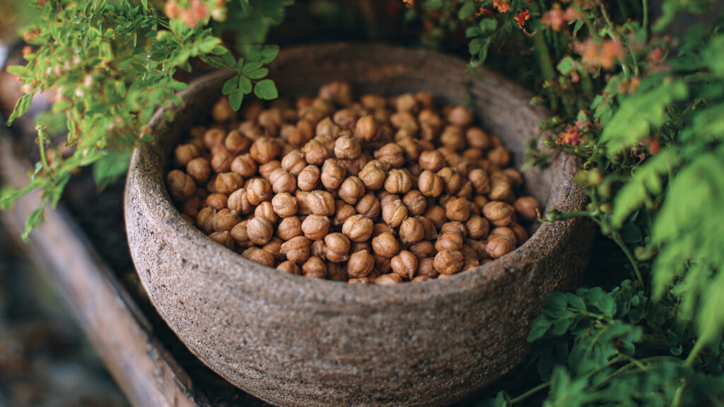 From Seed to Harvest: How to Grow Healthy Chickpeas in a Simple Garden Pot