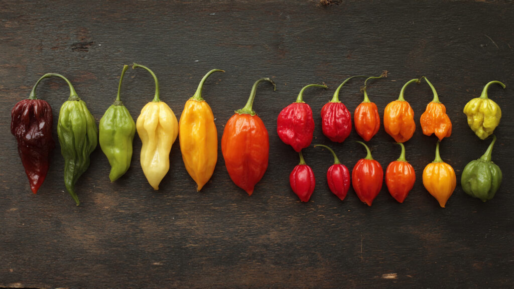 From Seed to Spice: The Complete Guide to Growing Peppers at Home